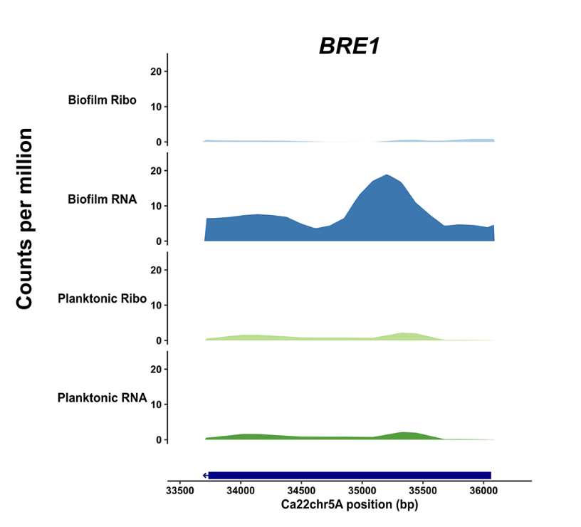 Publication image for Ribosome profiling reveals differences in global translational vs transcriptional gene expression changes during early Candida albicans biofilm formation