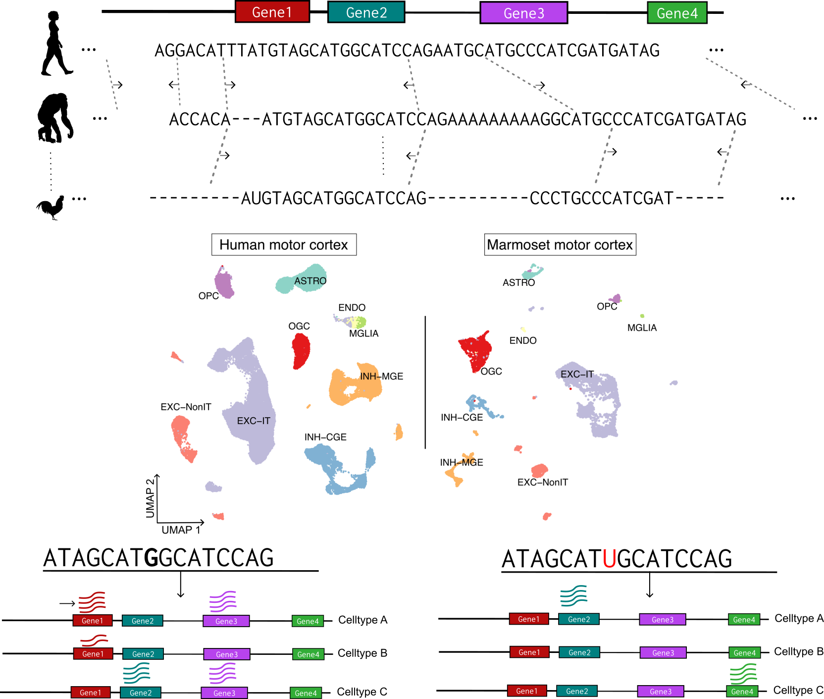 Cross-species analysis